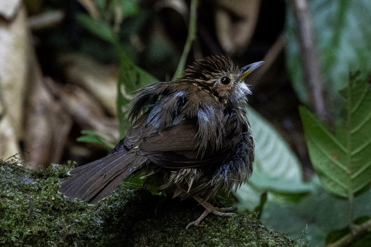 Puff-throated Babbler - ML646639768