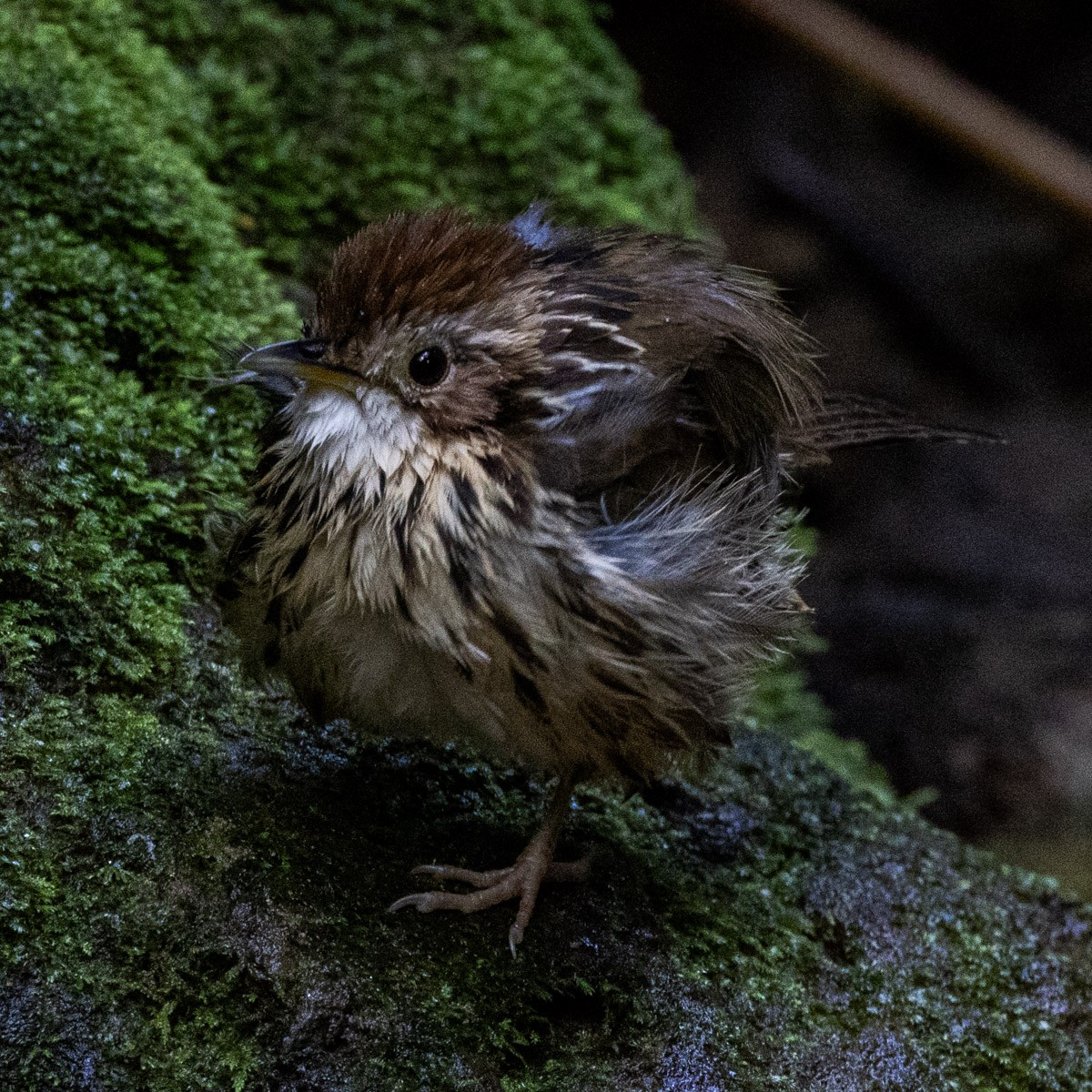 Puff-throated Babbler - ML646639769