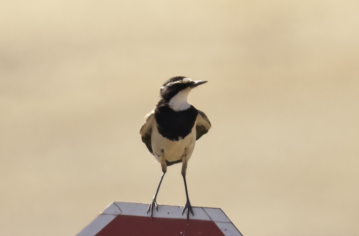 Erdsteinschmätzer - ML646639770