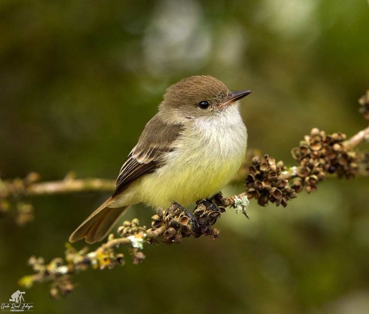 Galapagos Flycatcher - ML646639771