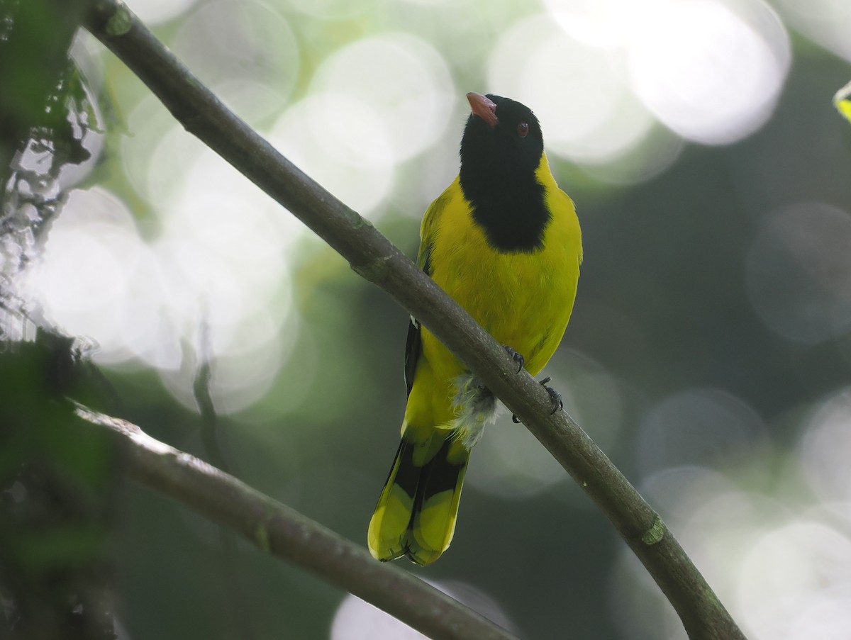 Black-tailed Oriole - ML646639773