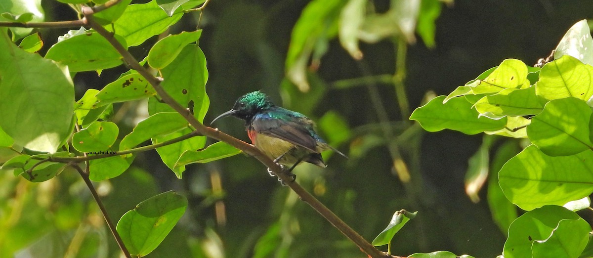 strdimil olivovobřichý - ML646639774