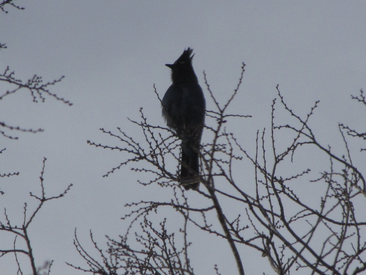 Steller's Jay - ML646639775