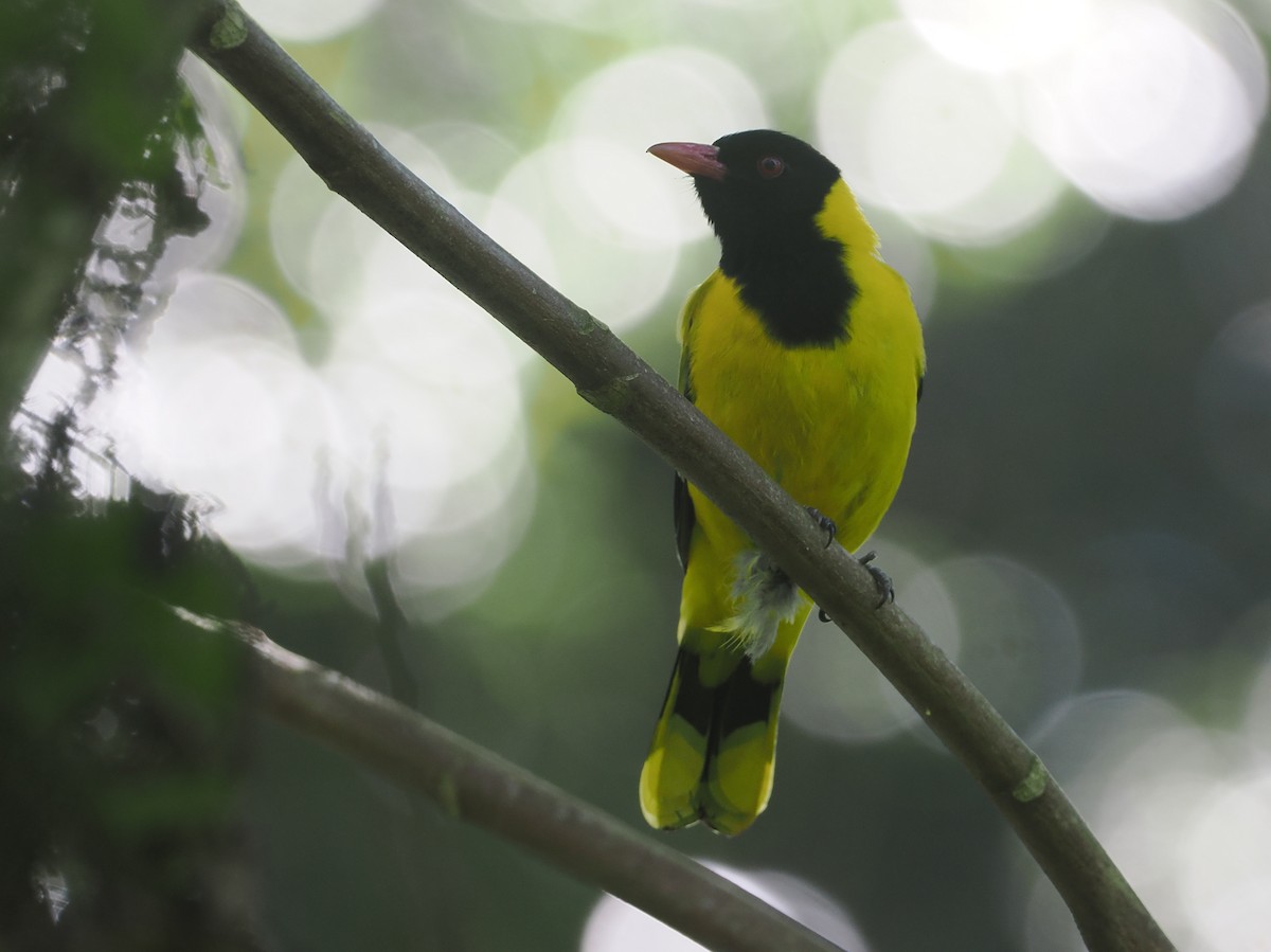Black-tailed Oriole - ML646639776
