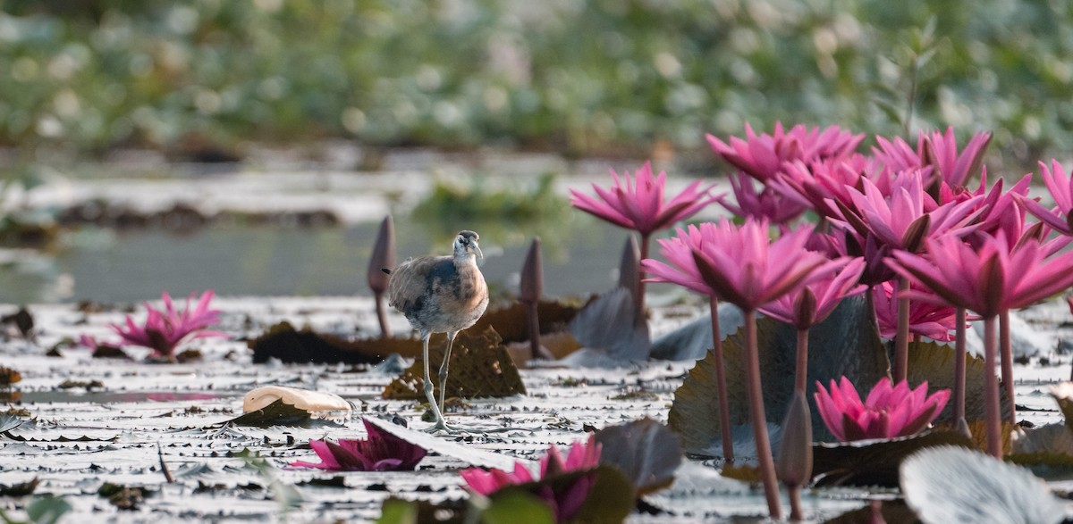 Bronze-winged Jacana - ML646639777