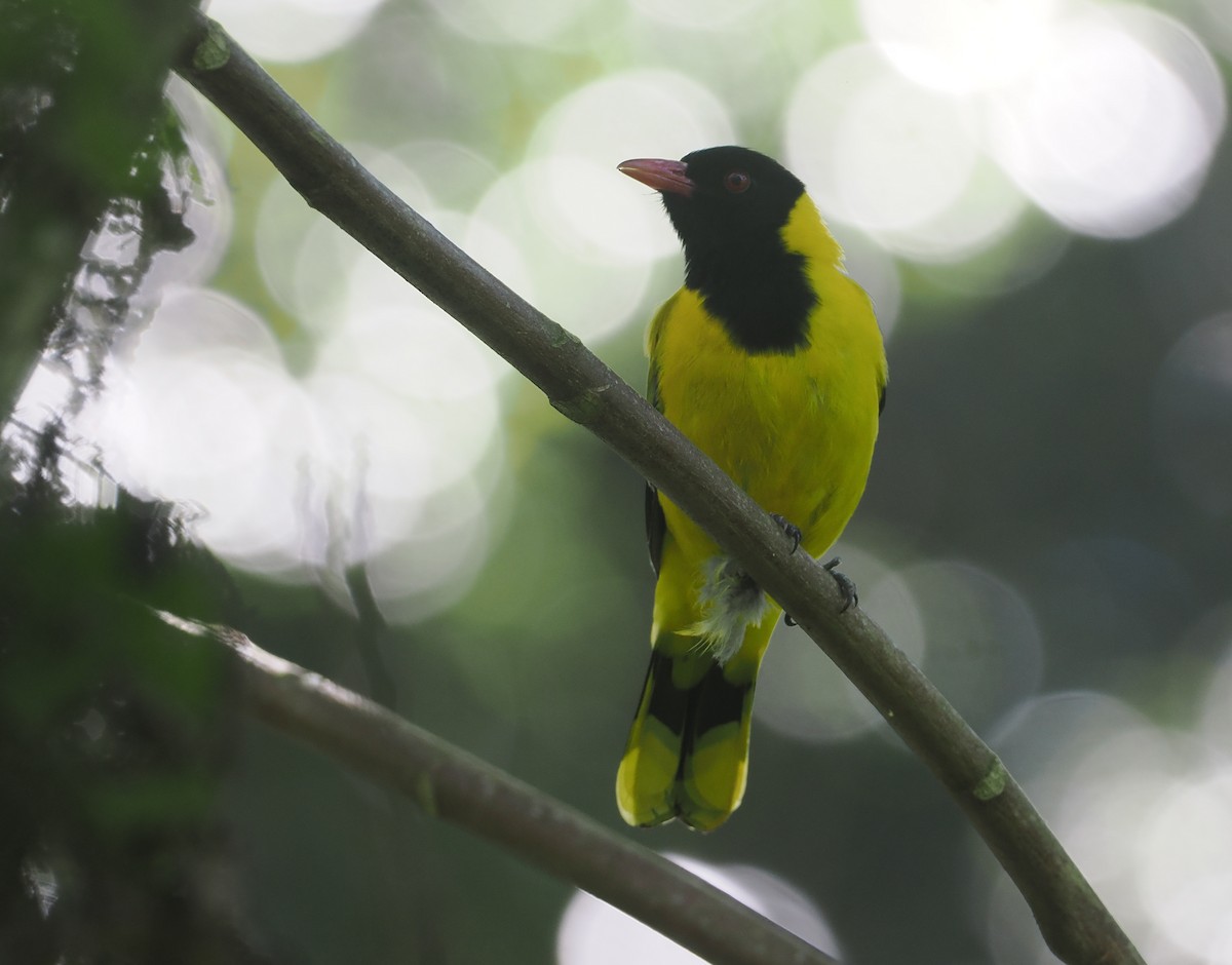Black-tailed Oriole - ML646639779