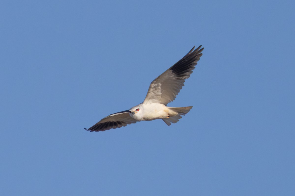 黑翅鳶 - ML646639787