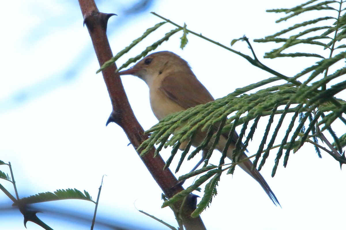 Тростниковая камышевка (группа baeticatus) - ML646639790