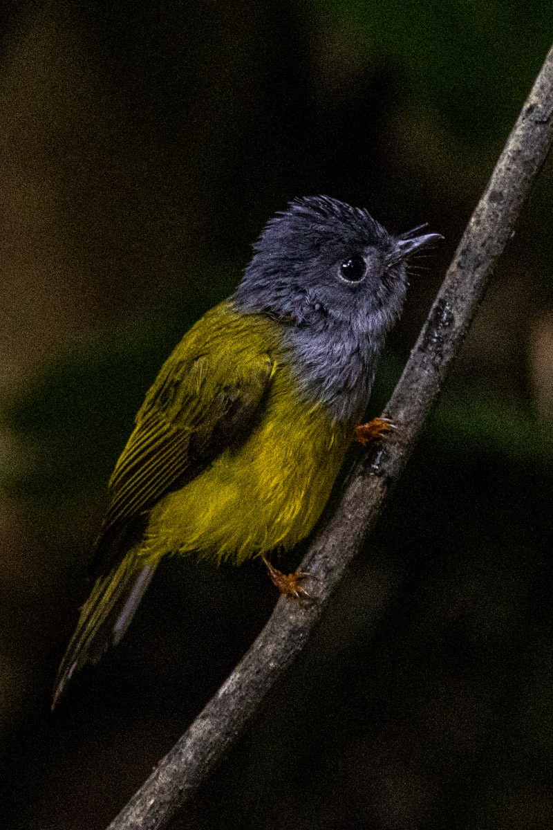 Gray-headed Canary-Flycatcher - ML646639791
