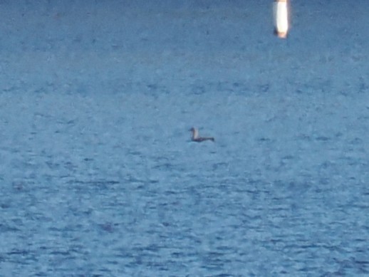 Pacific Loon - ML646639792