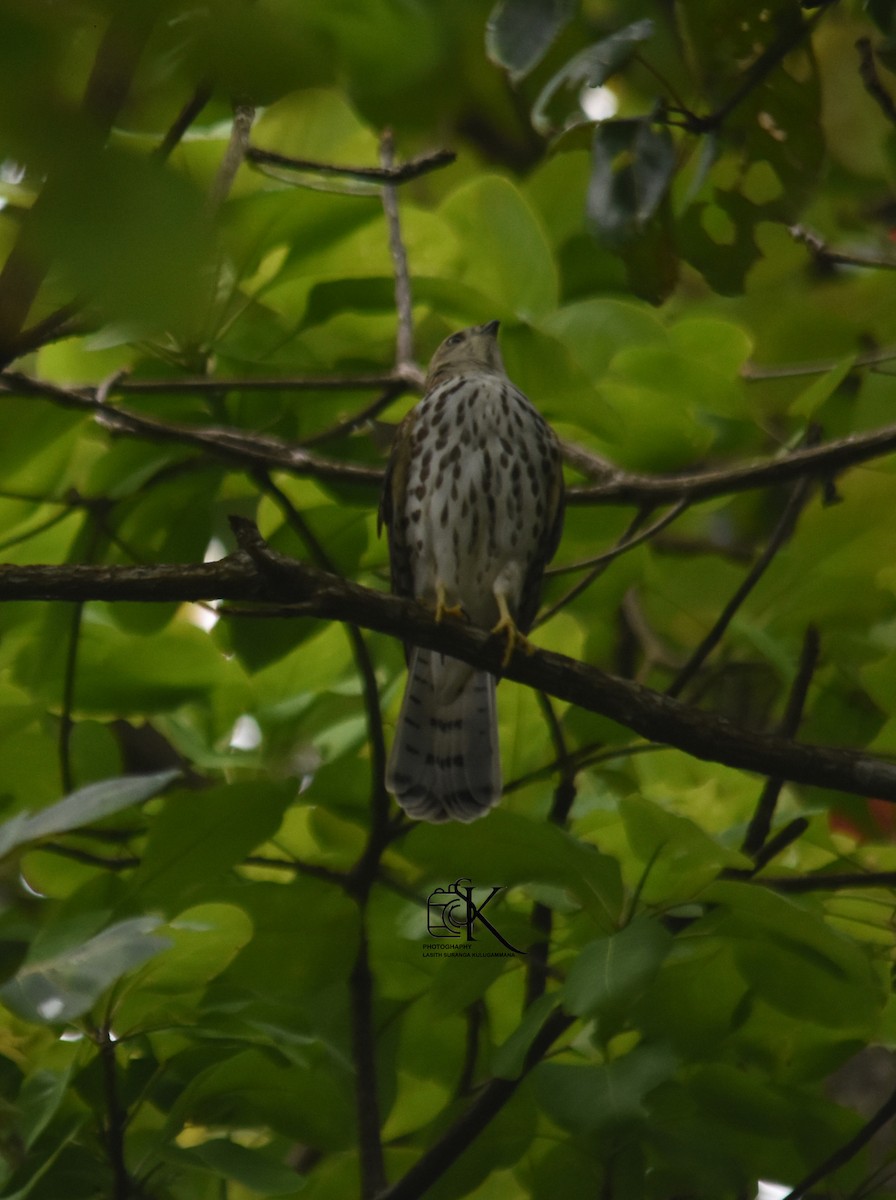 Şikra - ML646639793