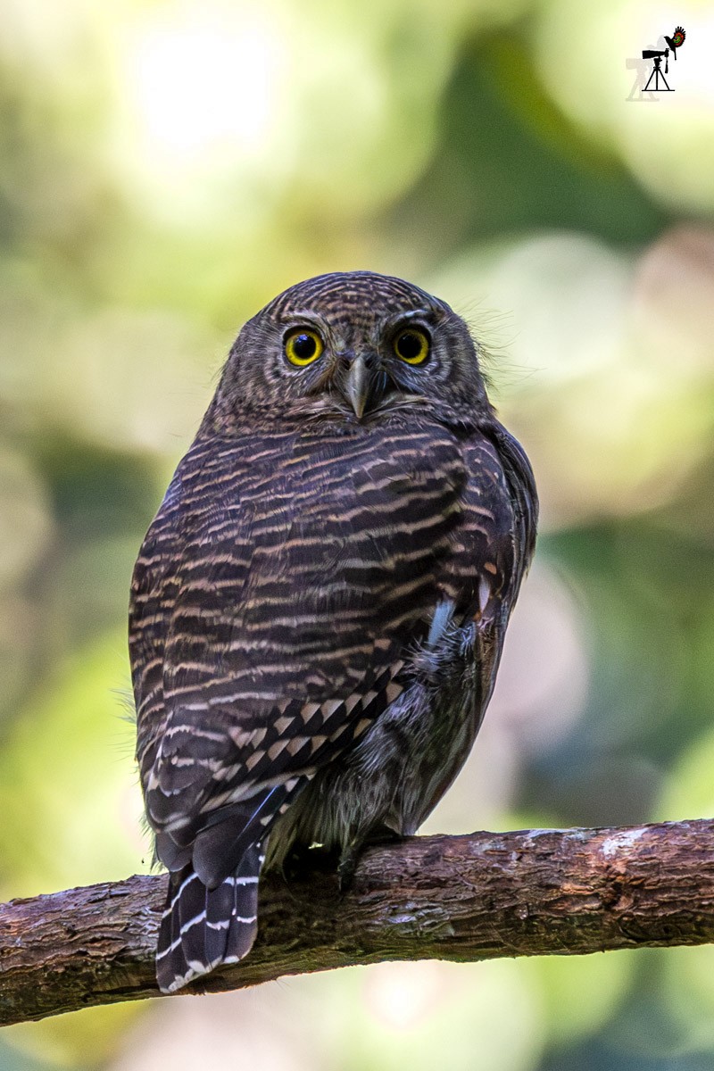 Asian Barred Owlet - ML646639795