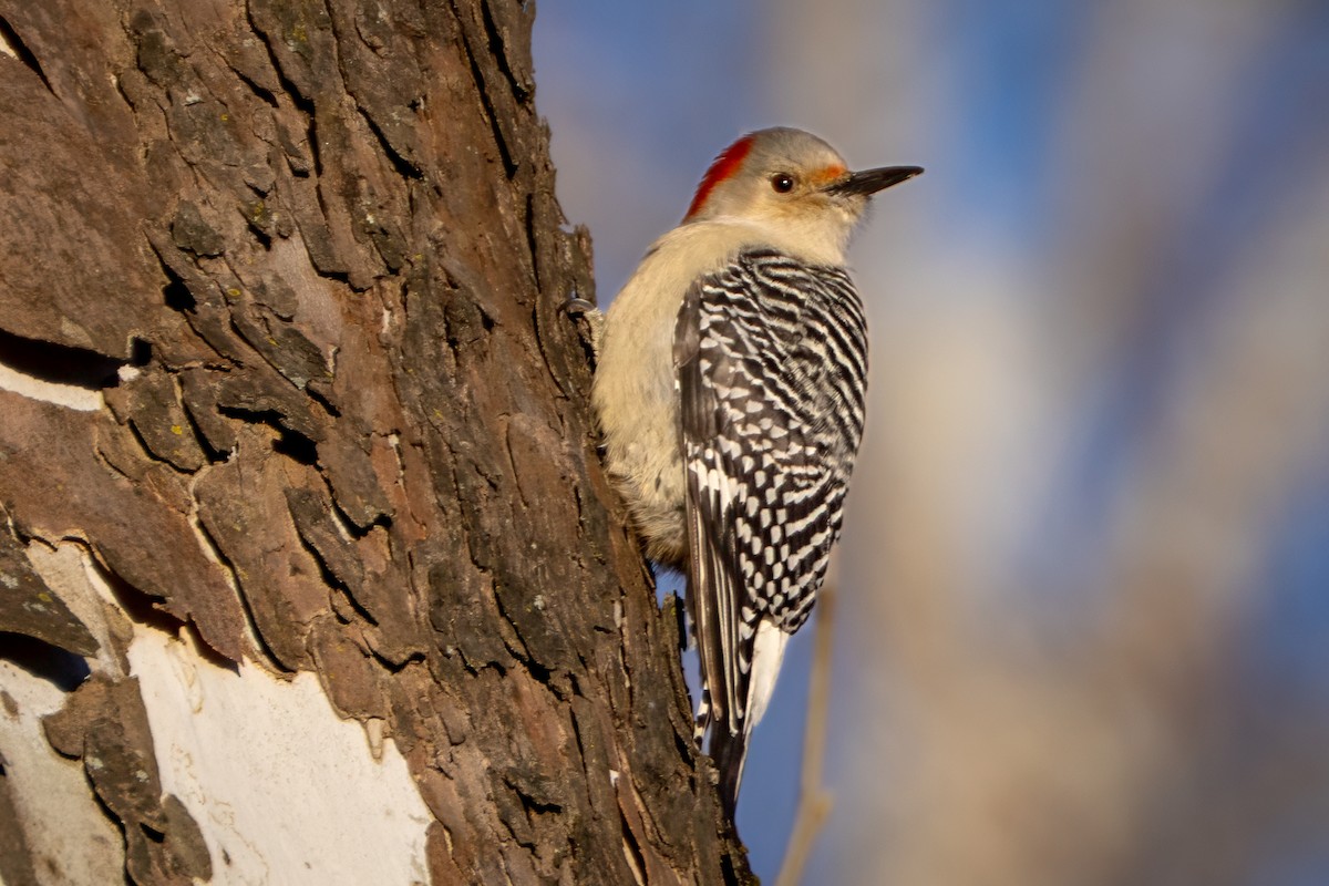 Red-bellied Woodpecker - ML646639796