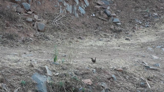 Пастушковый тюрко - ML646639799