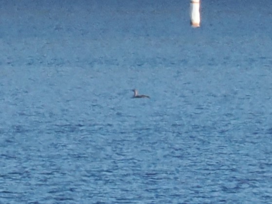 Pacific Loon - ML646639801