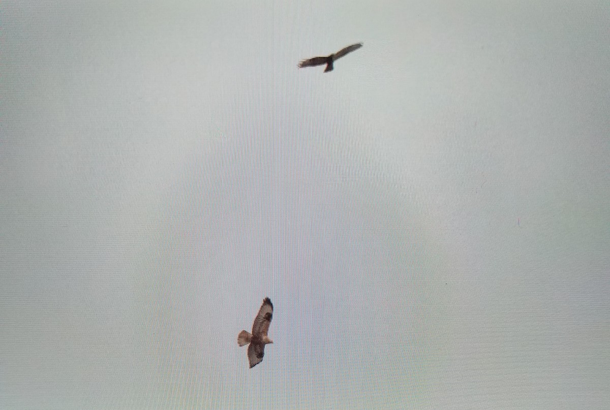 Long-legged Buzzard - ML646639802