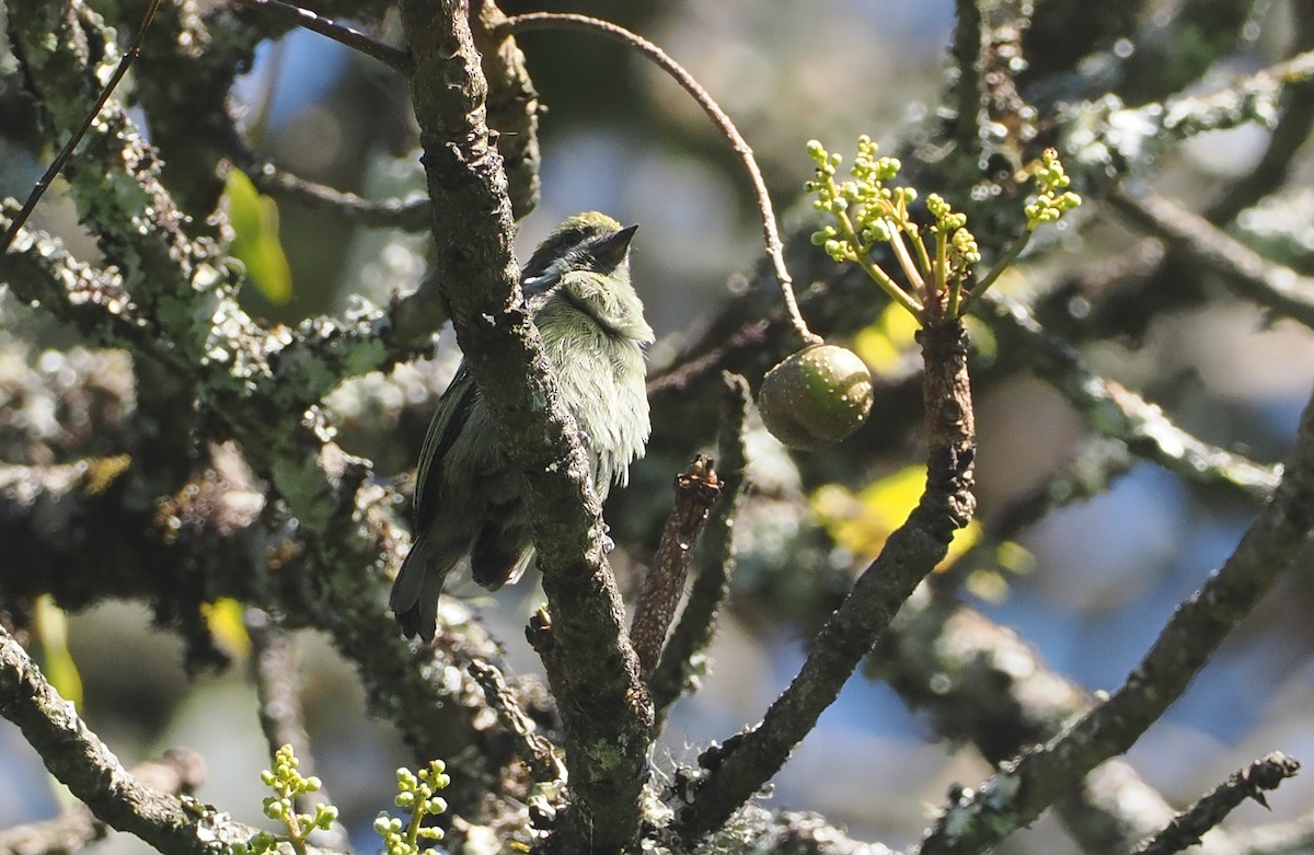 Moustached Tinkerbird - ML646639803
