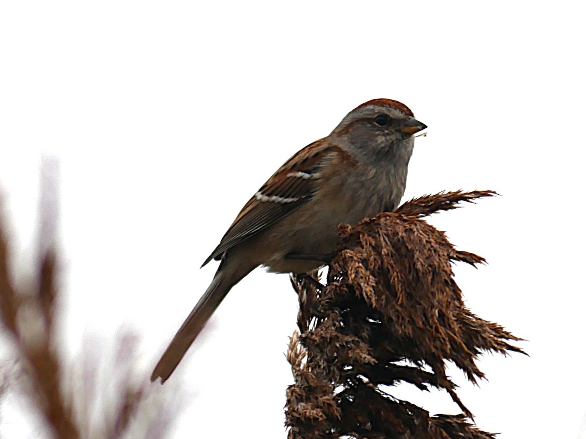 strnádka pokřovní - ML646639806