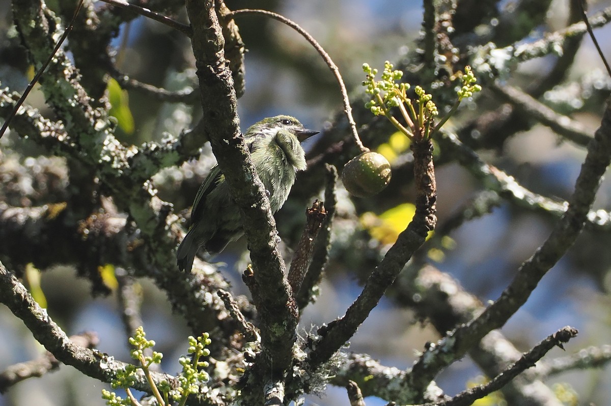 Moustached Tinkerbird - ML646639807