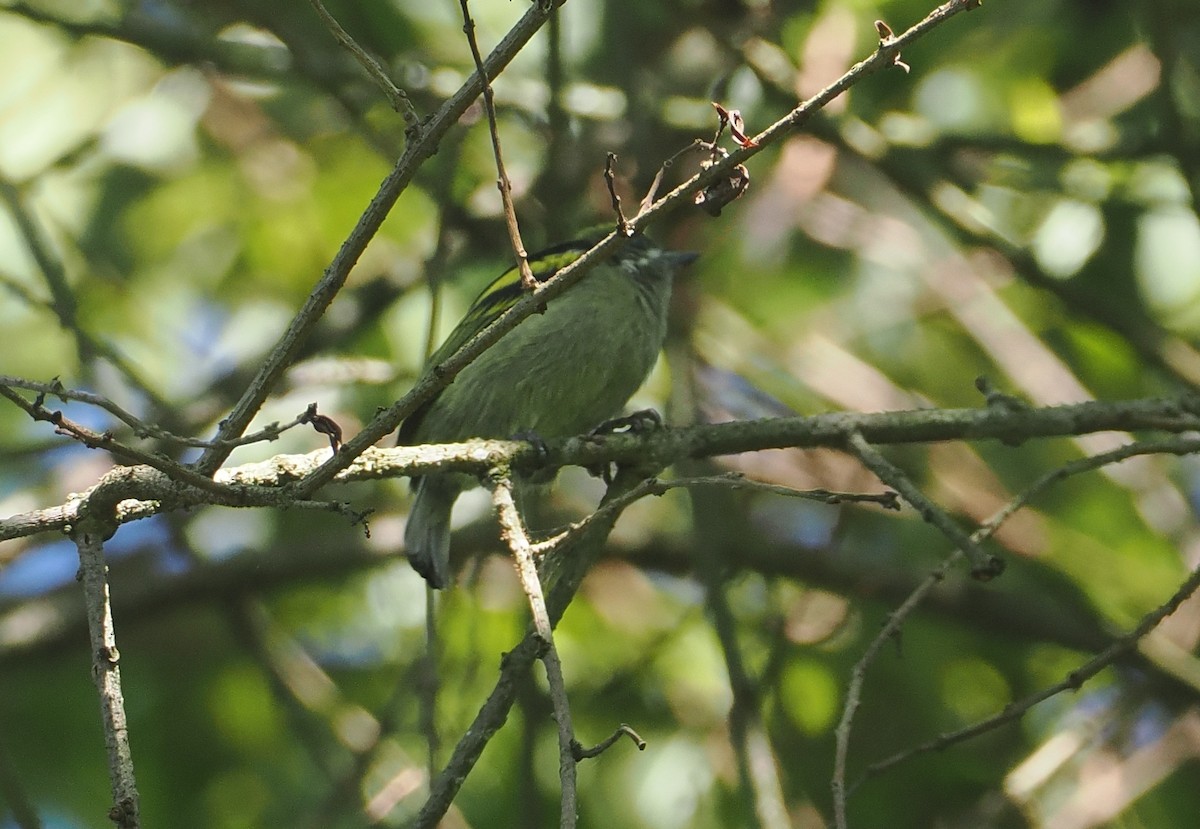 Moustached Tinkerbird - ML646639810