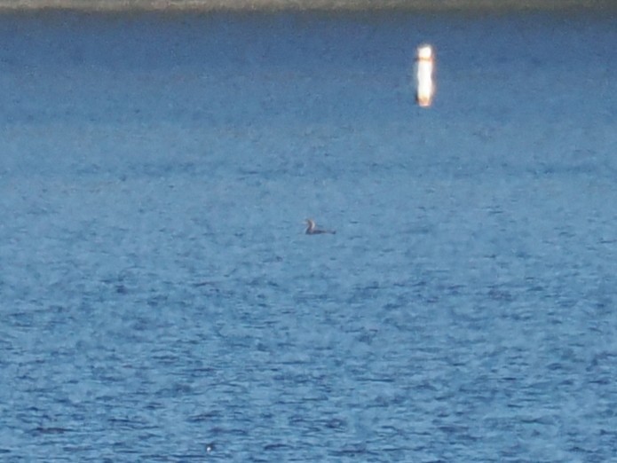 Pacific Loon - ML646639811