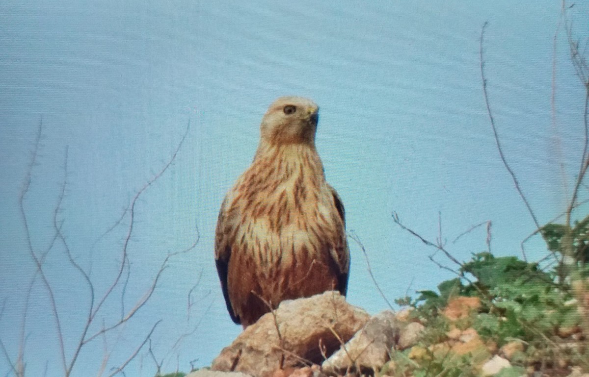 Long-legged Buzzard - ML646639813