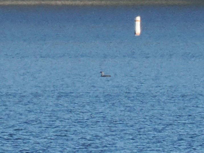 Pacific Loon - ML646639822