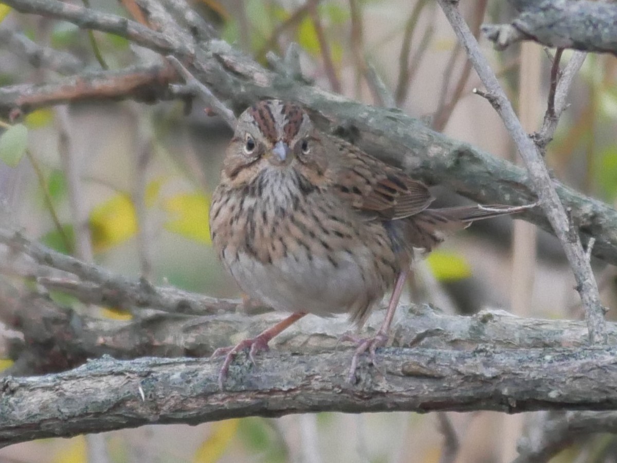 strnadec pruhohlavý - ML646639823