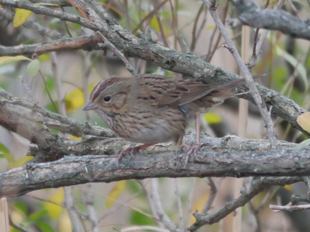 strnadec pruhohlavý - ML646639824