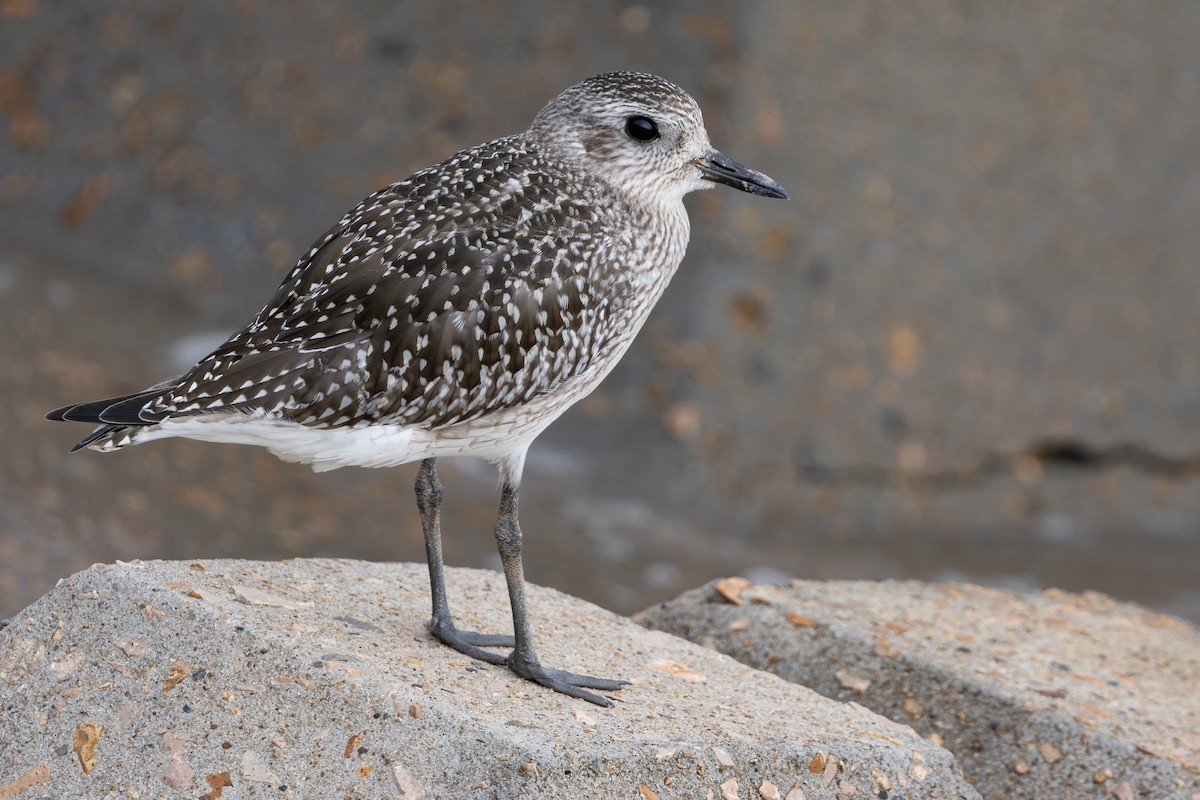 kulík bledý - ML646639825