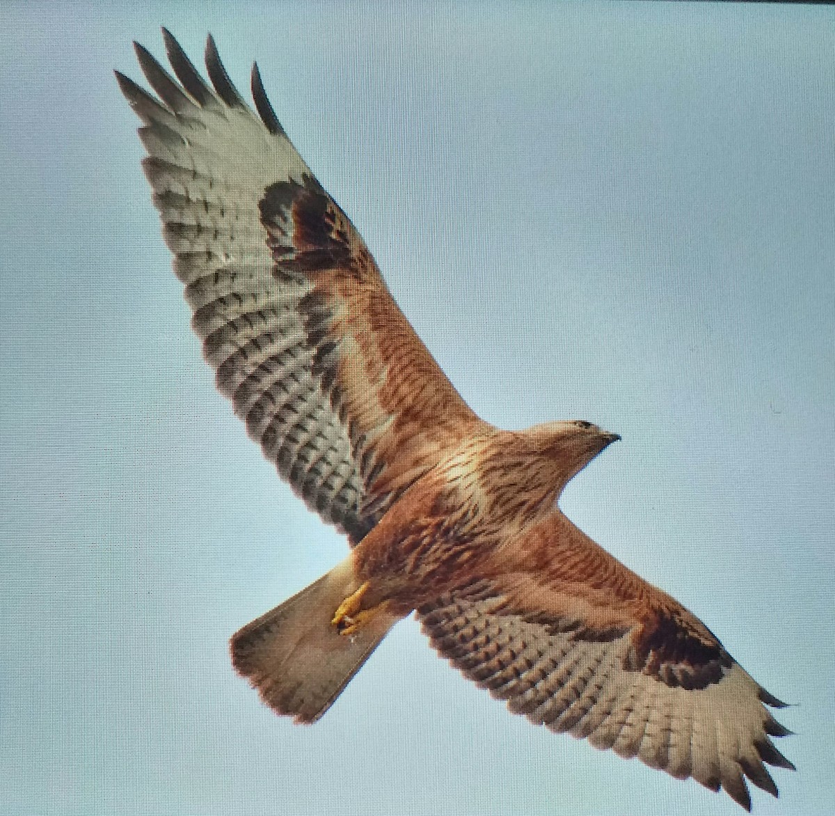 Long-legged Buzzard - ML646639826