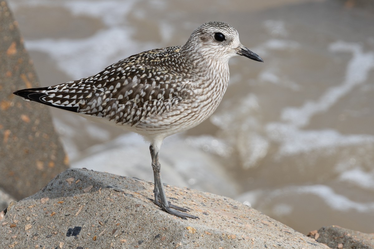 kulík bledý - ML646639828