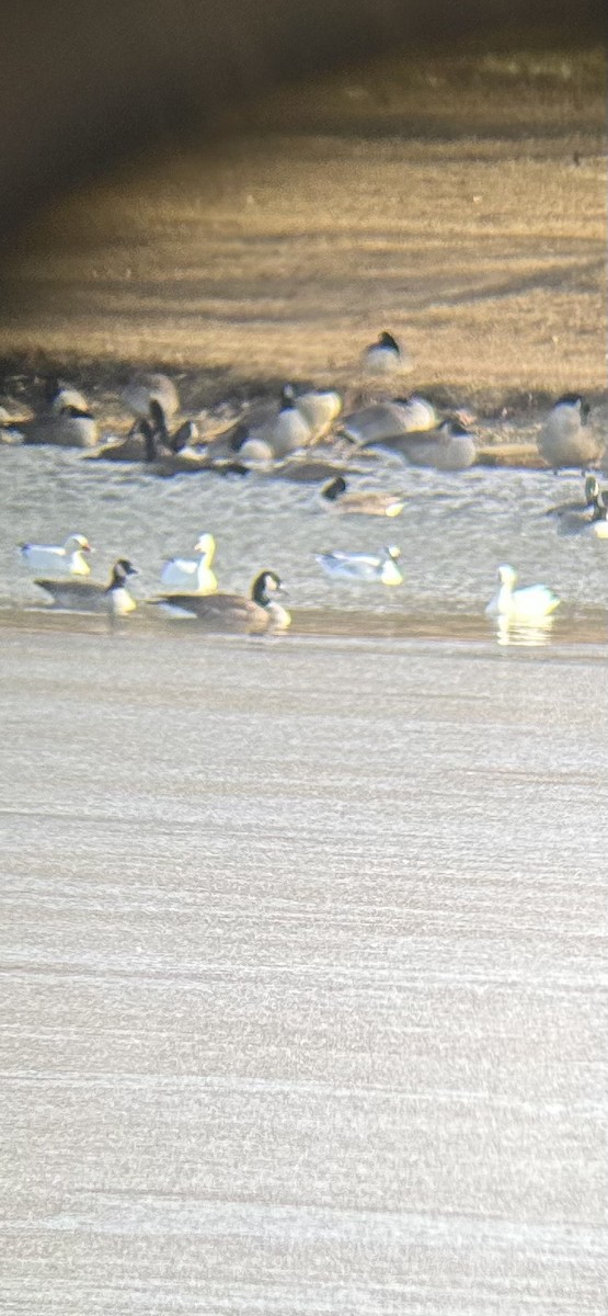 Snow Goose - ML646639829