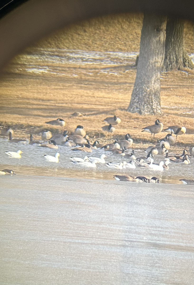 Snow Goose - ML646639830