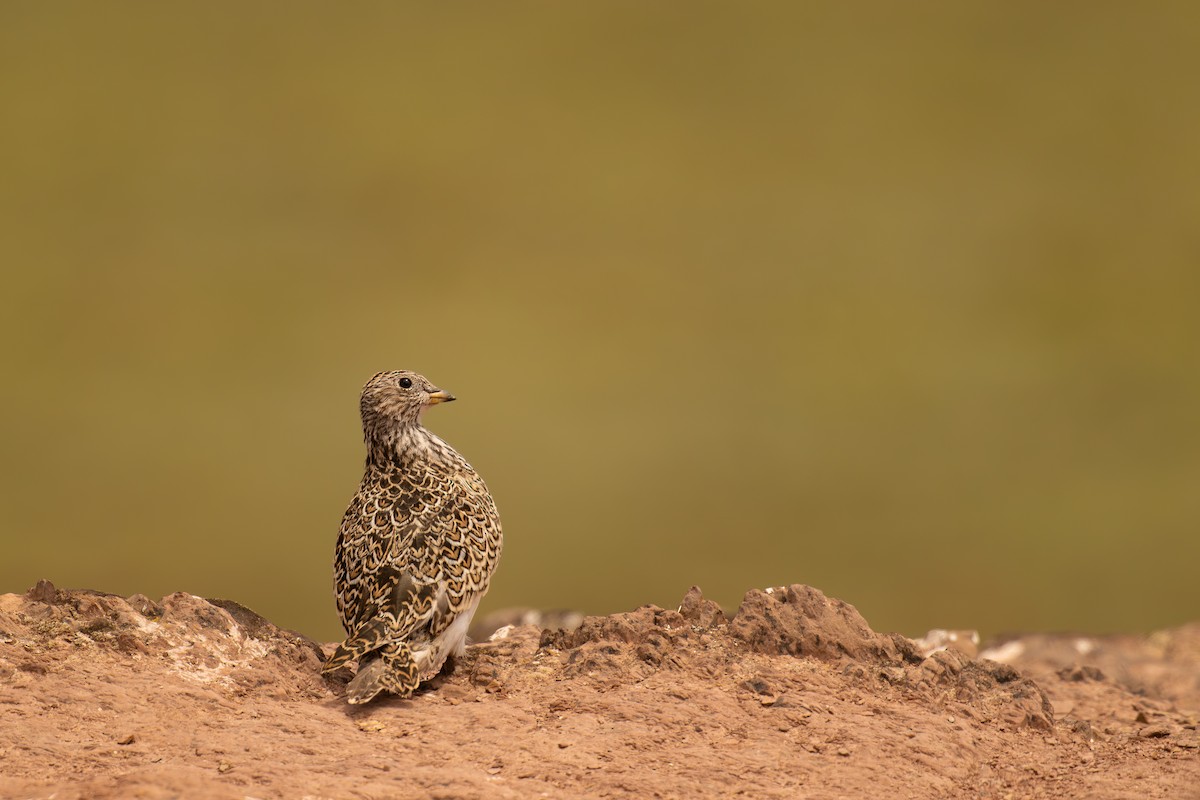 Gray-breasted Seedsnipe - ML646639833