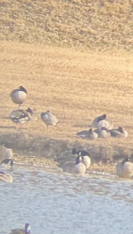 Greater White-fronted Goose - ML646639846