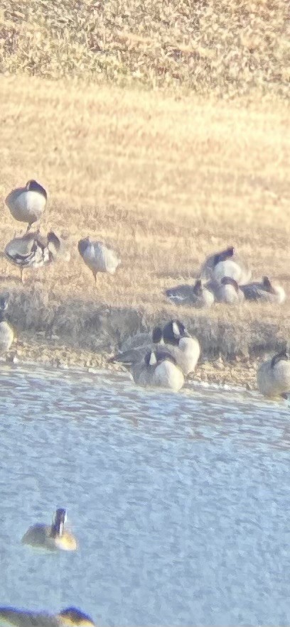 Greater White-fronted Goose - ML646639847