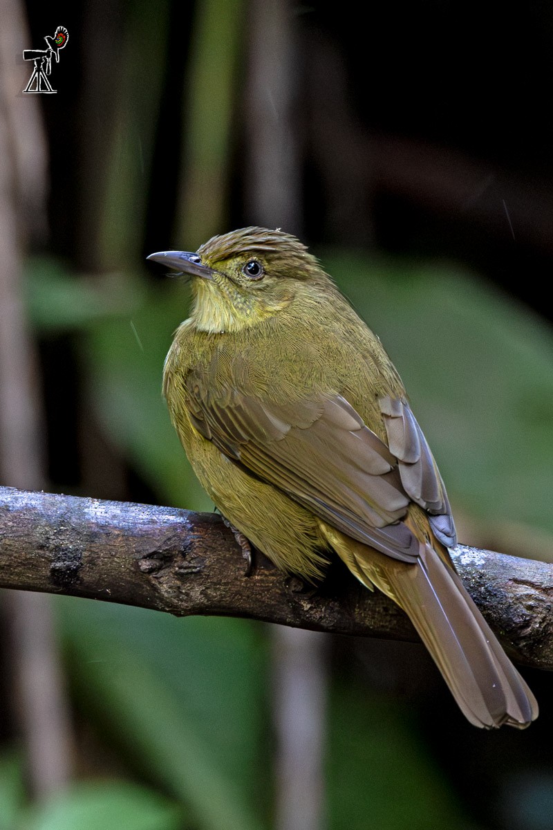 Cachar Bulbul - ML646639848