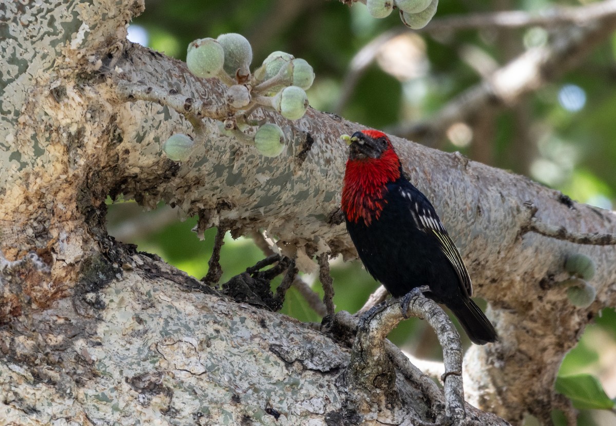 Лібія чорнодзьоба - ML646639853