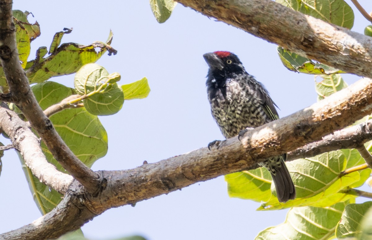 Banded Barbet - ML646639858