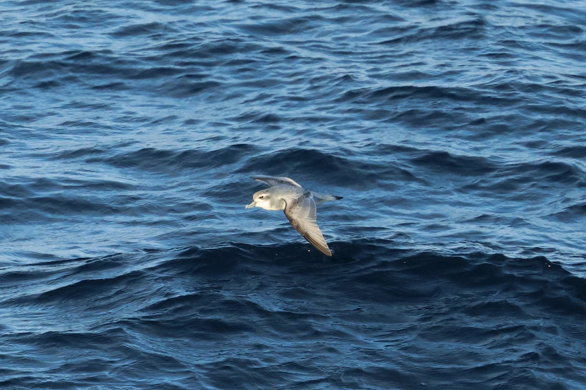 Пріон sp. - ML646639860