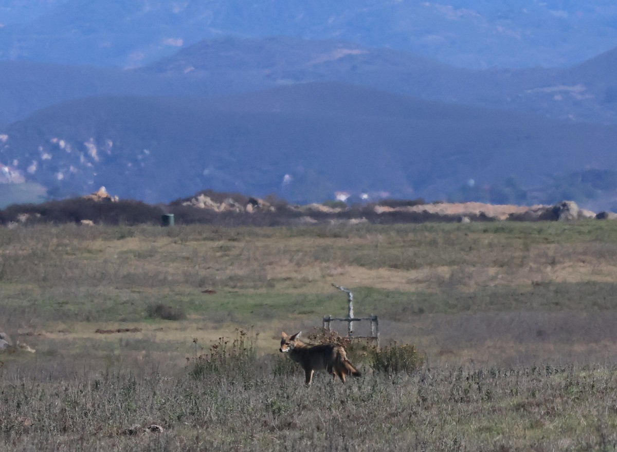 Coyote - ML646639861