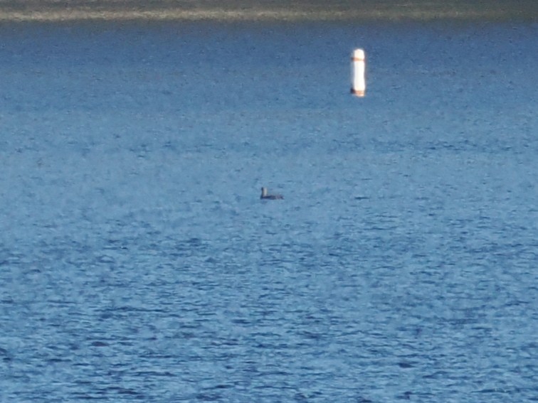 Pacific Loon - ML646639866