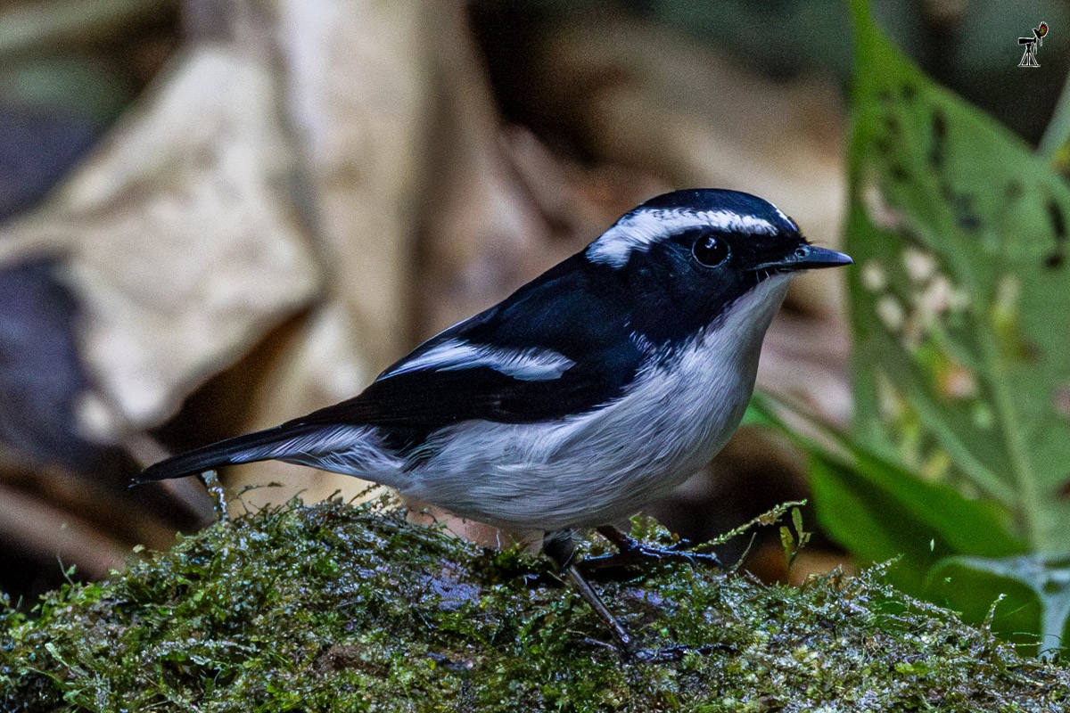 Little Pied Flycatcher - ML646639867