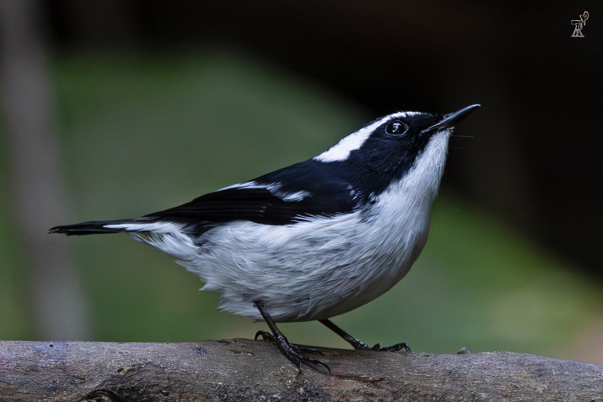 Little Pied Flycatcher - ML646639868