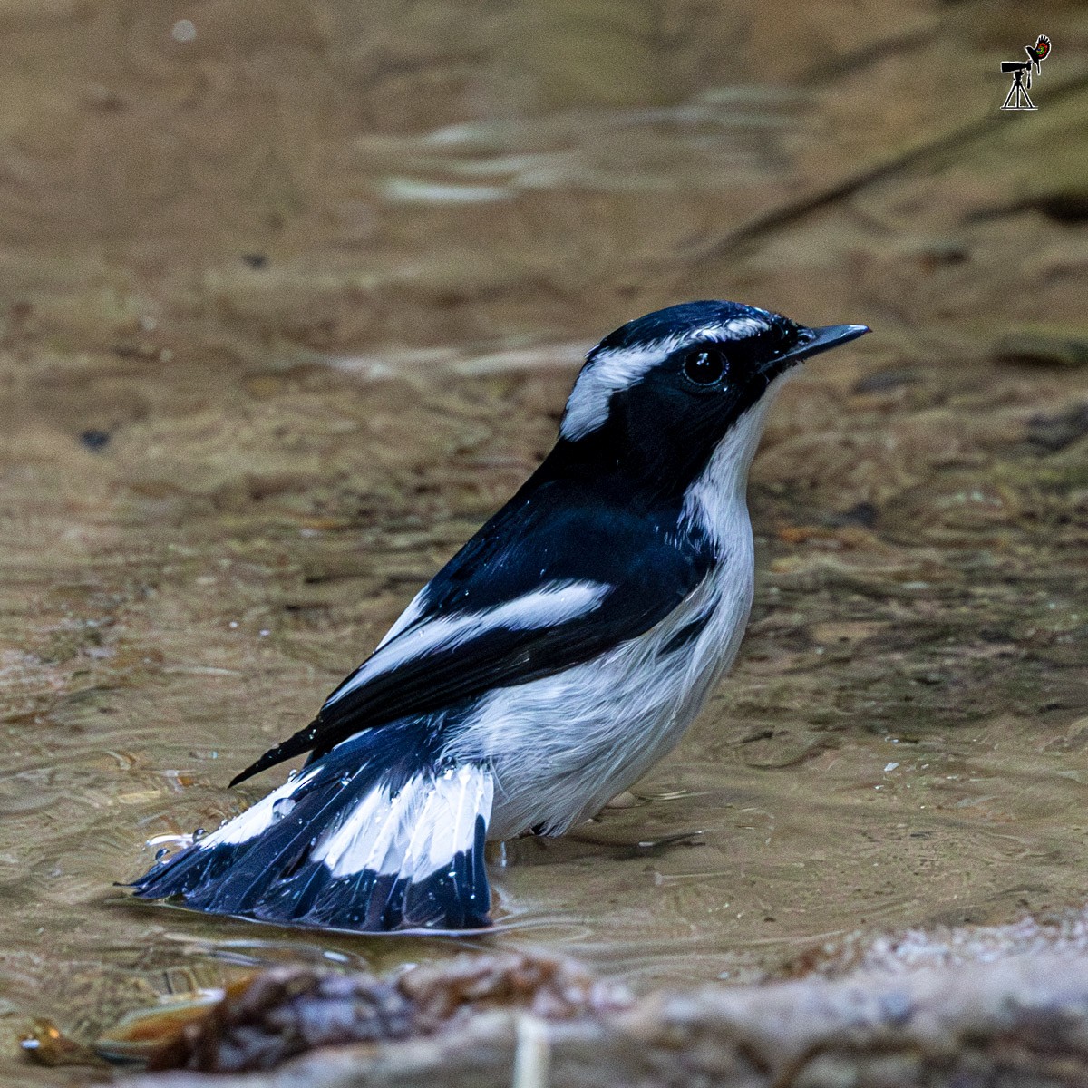 Little Pied Flycatcher - ML646639869