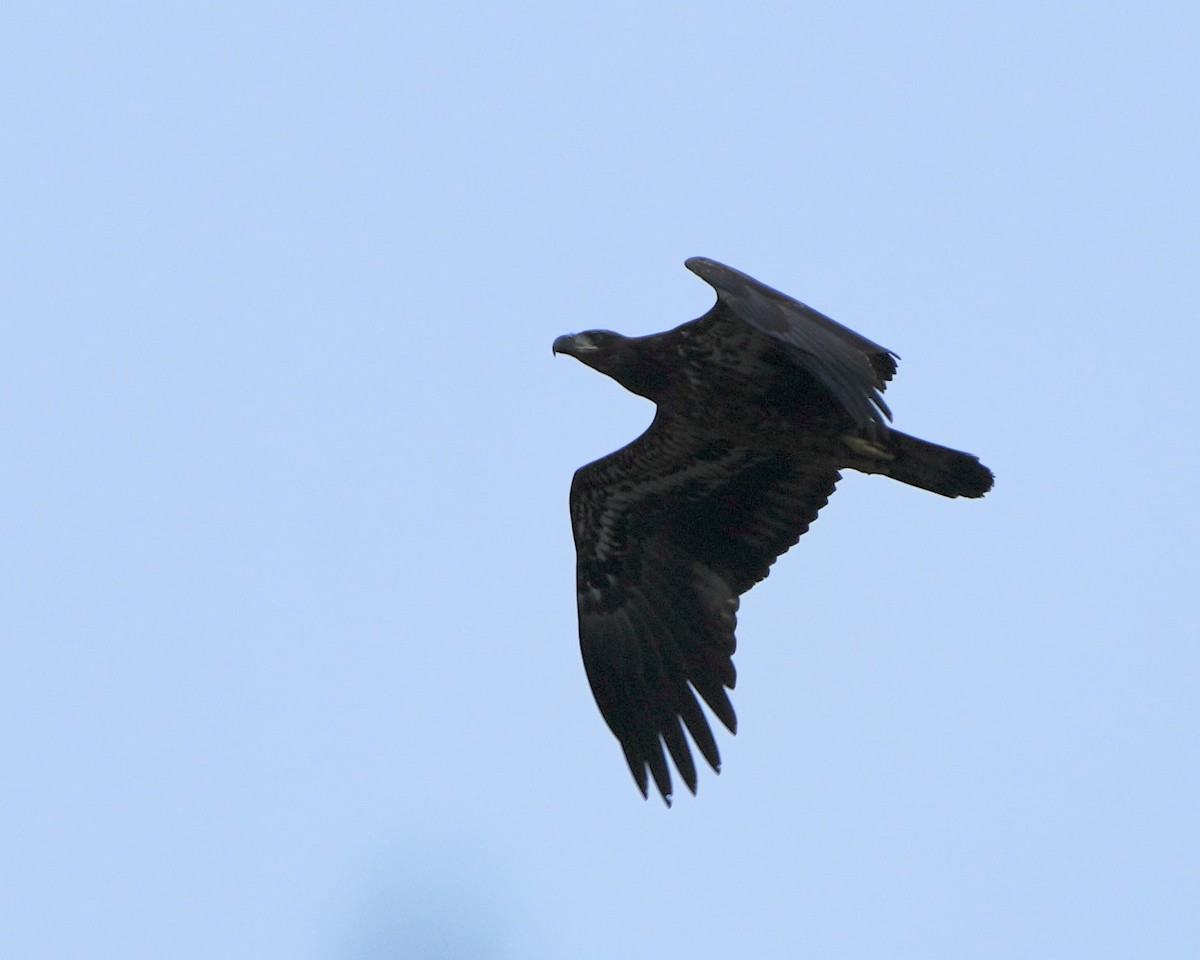 Bald Eagle - ML646639873