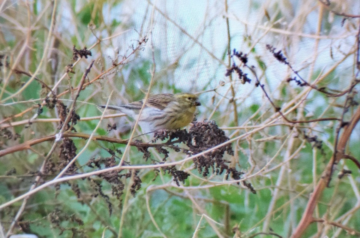 Girlitz - ML646639879