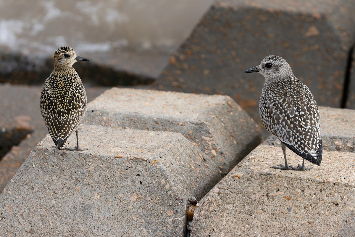 kulík bledý - ML646639880