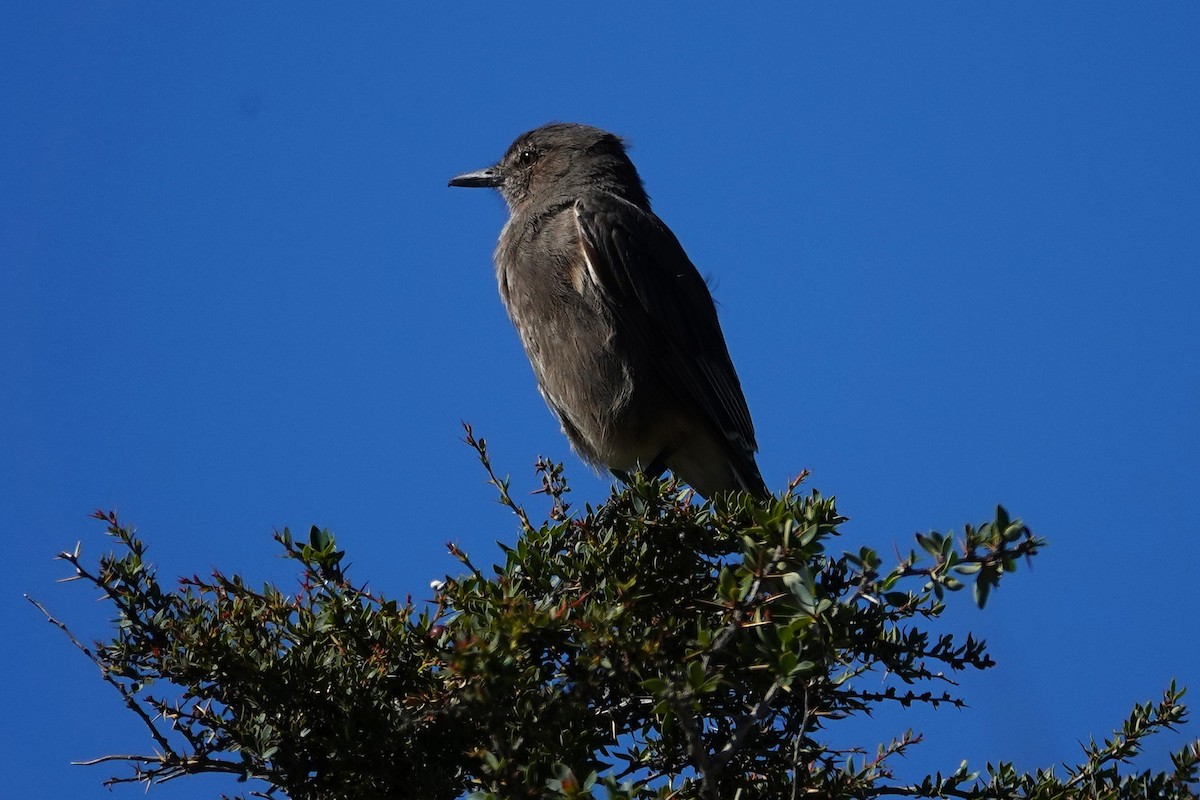 Black-billed Shrike-Tyrant - ML646639881